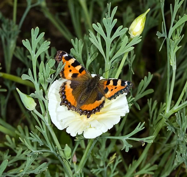 蝶、flo に花粉を収集 — ストック写真