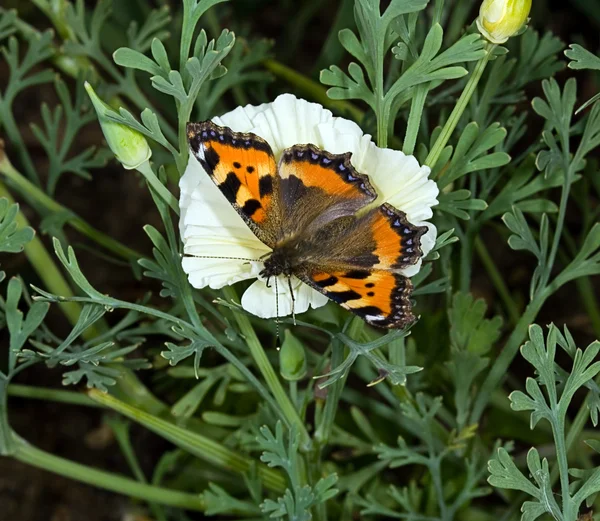Motýl sběr pylu na str — Stock fotografie