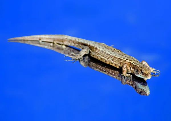 Sky lizard — Stock Photo, Image