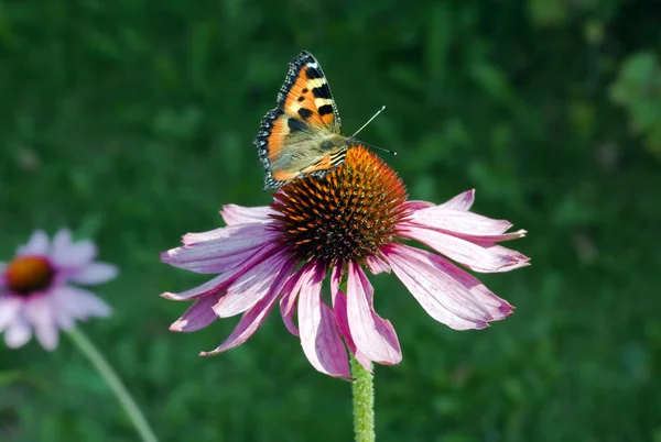 蝶、flo に花粉を収集 — ストック写真