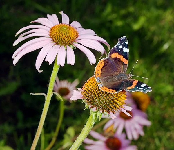 De vlinder stuifmeel te verzamelen op een flo — Stockfoto