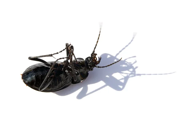 The black bug head over heels on a white — Stock Photo, Image