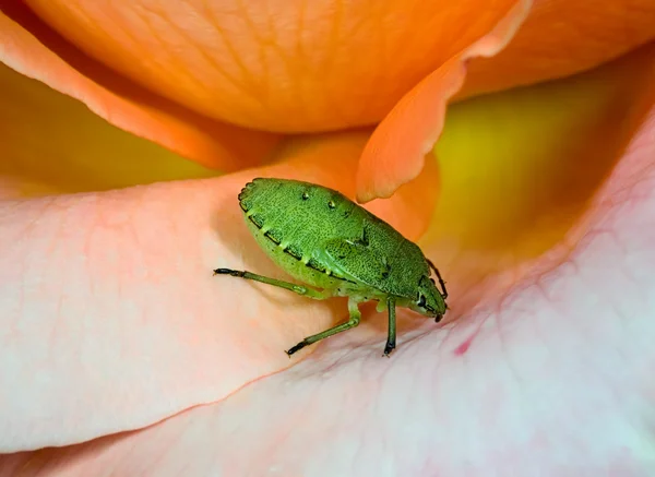 Gül çiçek yeşil böcek — Stok fotoğraf