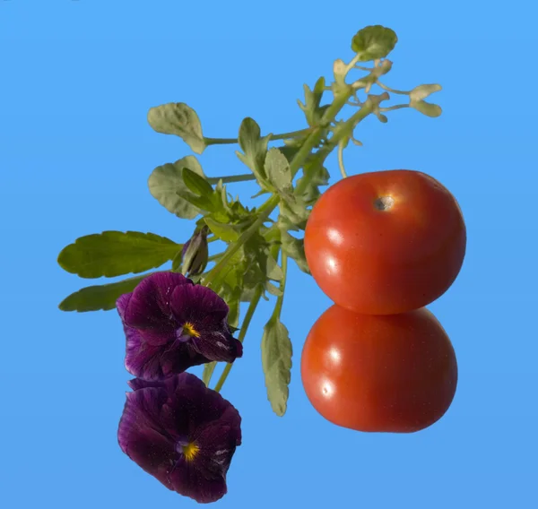 Tomato and viola on a mirror — Stock Photo, Image