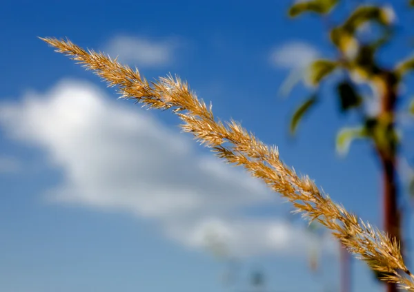 Gras op een achtergrond van de hemel — Stockfoto