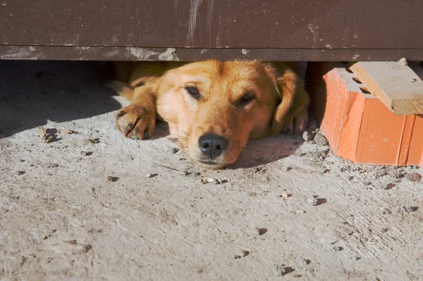 Dog sleeping on construction area — Stock Photo, Image