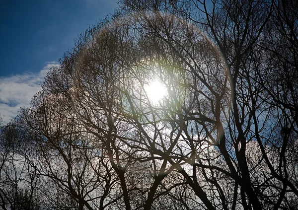 Zweig und Sonne auf einem Hintergrund von th — Stockfoto