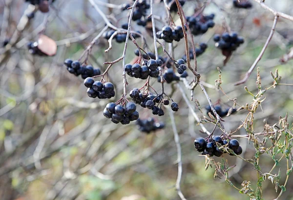 Черные ягоды поздней осенью в саду — стоковое фото