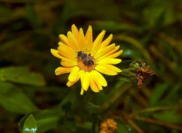 Die Biene, die Pollen auf einer Blume sammelt — Stockfoto
