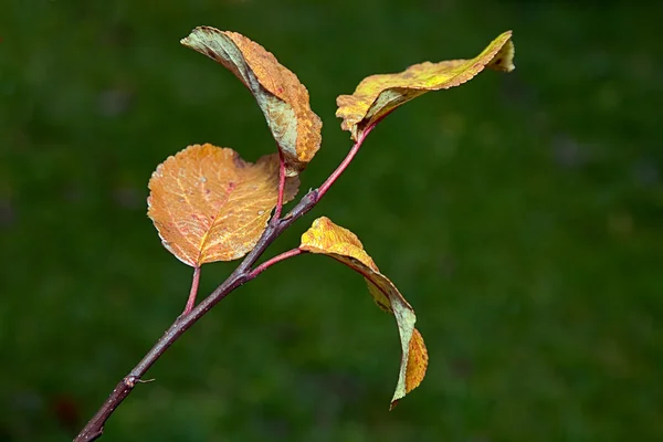 Żółte liście. jesień — Zdjęcie stockowe