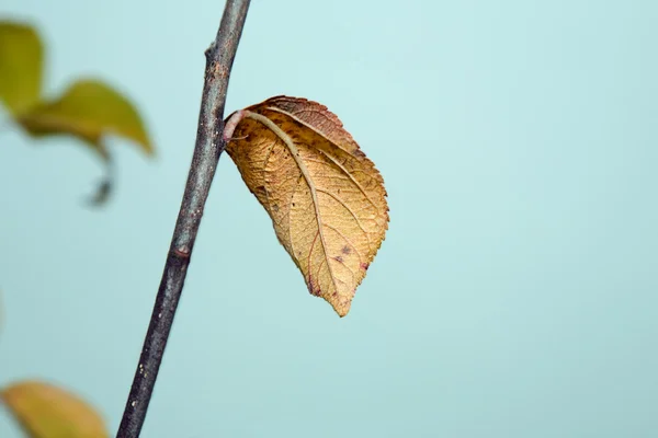 Żółte liście. jesień — Zdjęcie stockowe