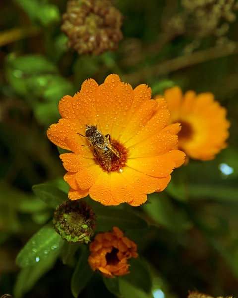 मधमाशी एका फुलावर धान्य गोळा करतात — स्टॉक फोटो, इमेज