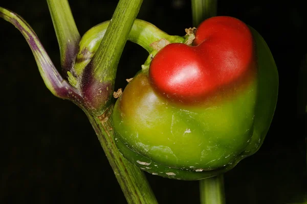 Peppers with love — Stock Photo, Image