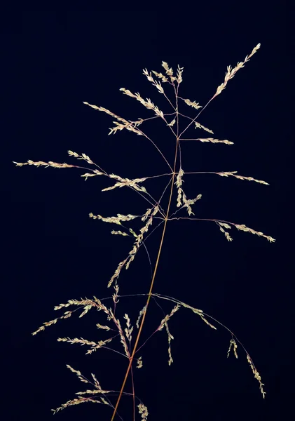 Трава на фоне неба — стоковое фото