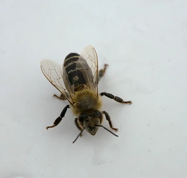 Мокрий Бджола — стокове фото