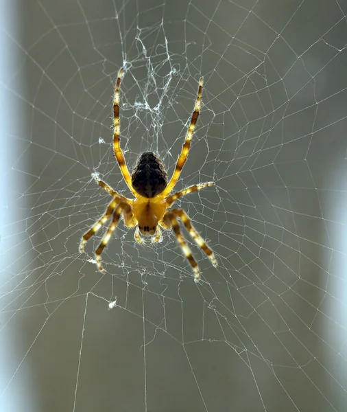 La araña en la tela en la ventana — Foto de Stock