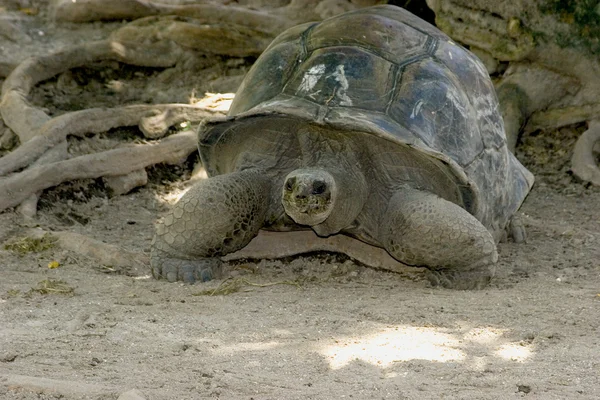 Vieja tortuga. Un símbolo Seychelles Imagen de stock