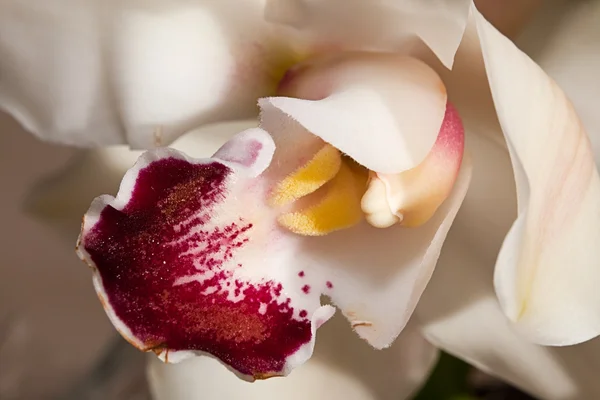 Beyaz Orkide Stok Resim
