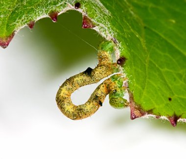 Big caterpillar on a green leaf clipart