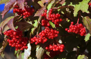 guelder-Roze