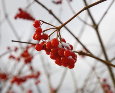 Kırmızı guelder gül. Sonbahar