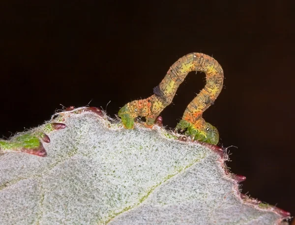 Stor larv på ett grönt blad — Stockfoto