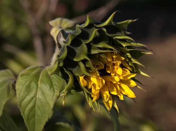 सूर्यफूल शरद ऋतू — स्टॉक फोटो, इमेज