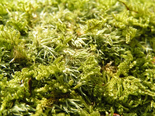 Textura de musgo verde — Fotografia de Stock