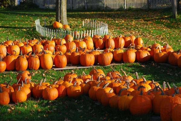 Na pumpkin patch — Zdjęcie stockowe