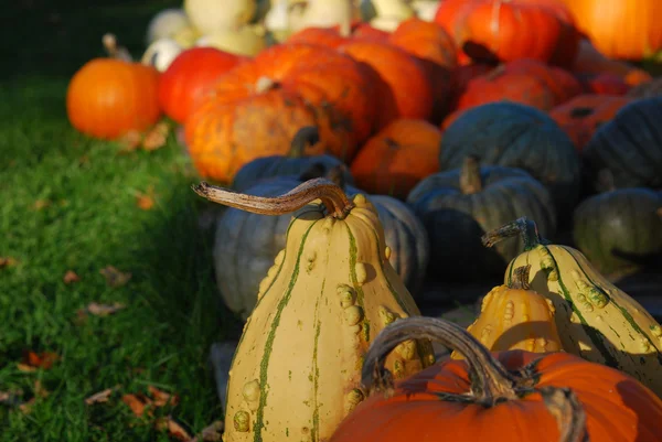Decoraciones de otoño en venta — Foto de Stock