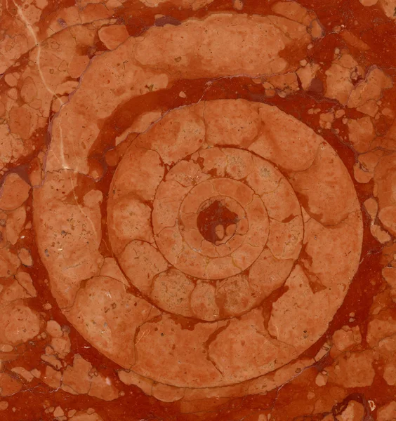 Ammonite in marble — Stock Photo, Image