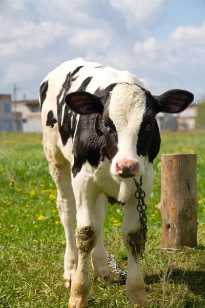 Милий дитина корова — стокове фото