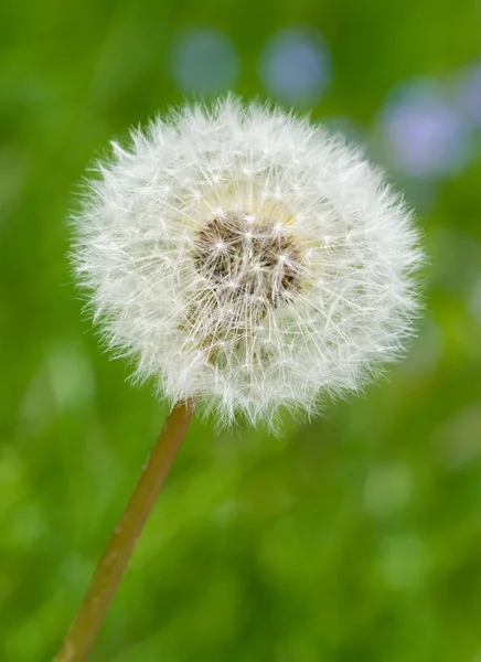 stock image Dandelion head on the spring meadow