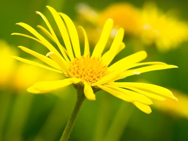 stock image Yellow camomile