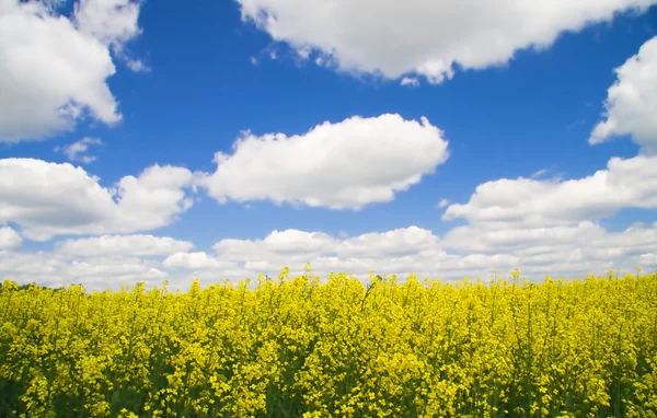 stock image A rape field