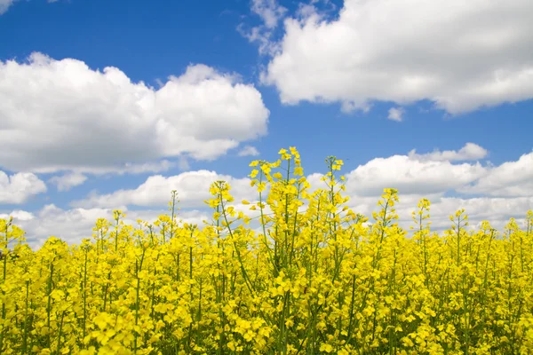 stock image A rape field