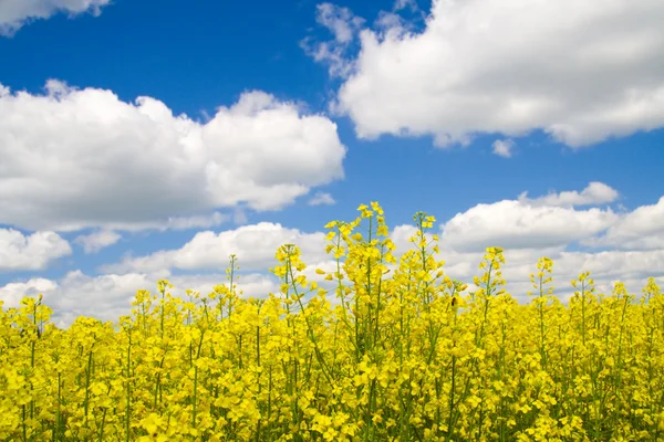 stock image A rape field