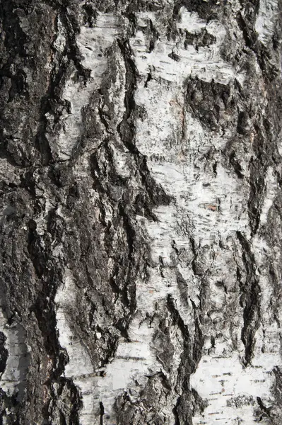 stock image Bark of birch