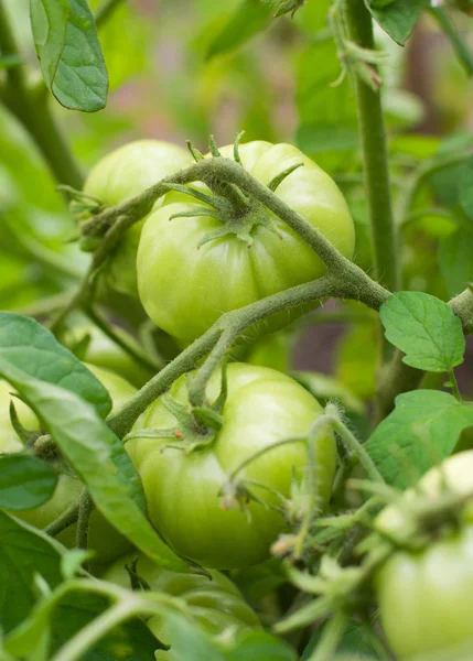 Verse groene tomaten — Stockfoto