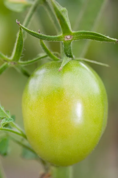 Tomate verde fresco — Foto de Stock