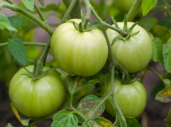 新鲜绿色番茄 图库图片