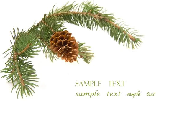 Branch of Christmas tree — Stock Photo, Image