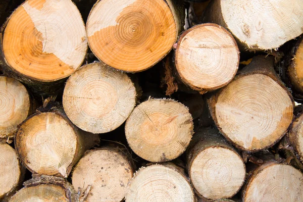 Dřevo na topení Stock Fotografie