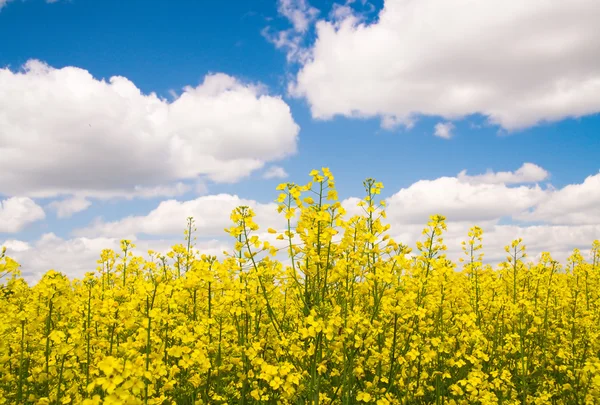 stock image A rape field