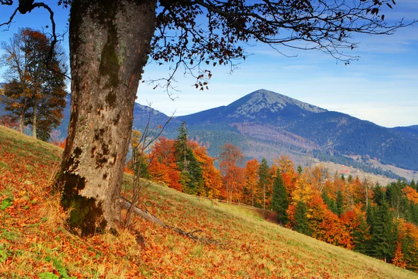Outono nas montanhas — Fotografia de Stock