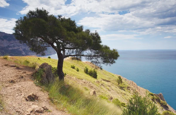 Copac de pin — Fotografie, imagine de stoc