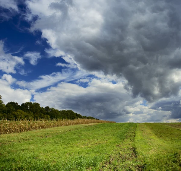 フィールドと雲 — ストック写真