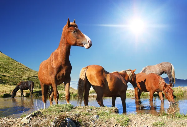 stock image Horses