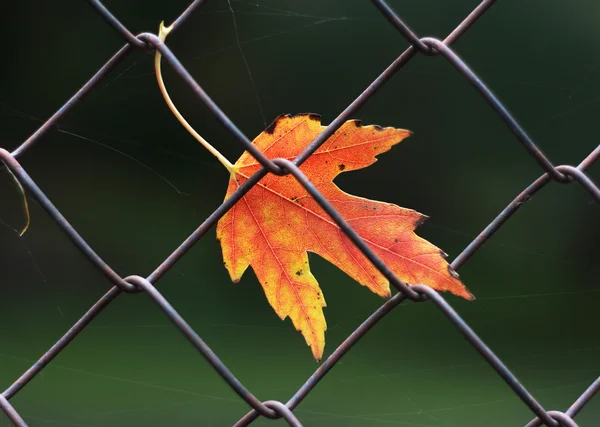 stock image Maple leaf