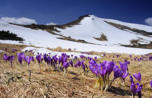 Primavera en las montañas — Foto de Stock